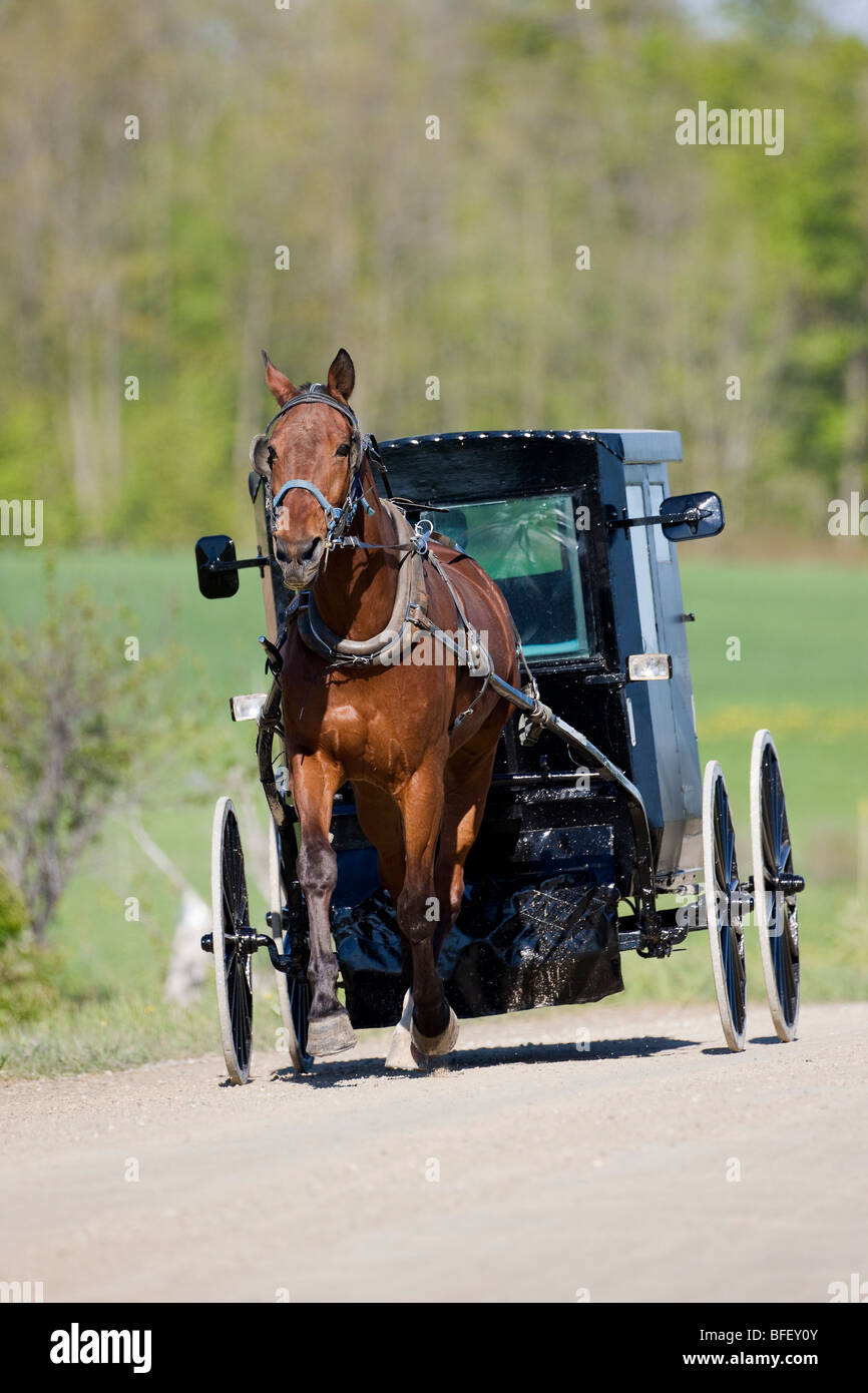 Mennonite Horse And Buggy High Resolution Stock Photography and Images ...