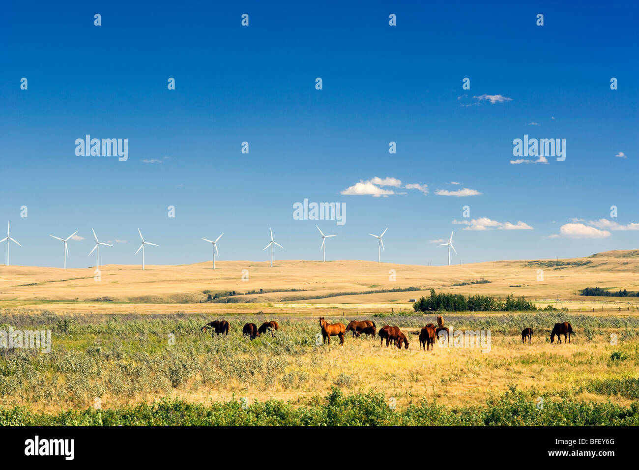 horses and Wiind turbines, Pincher Creek, Alberta, Canada, energy, Wind Energy, Alternate Energy Stock Photo