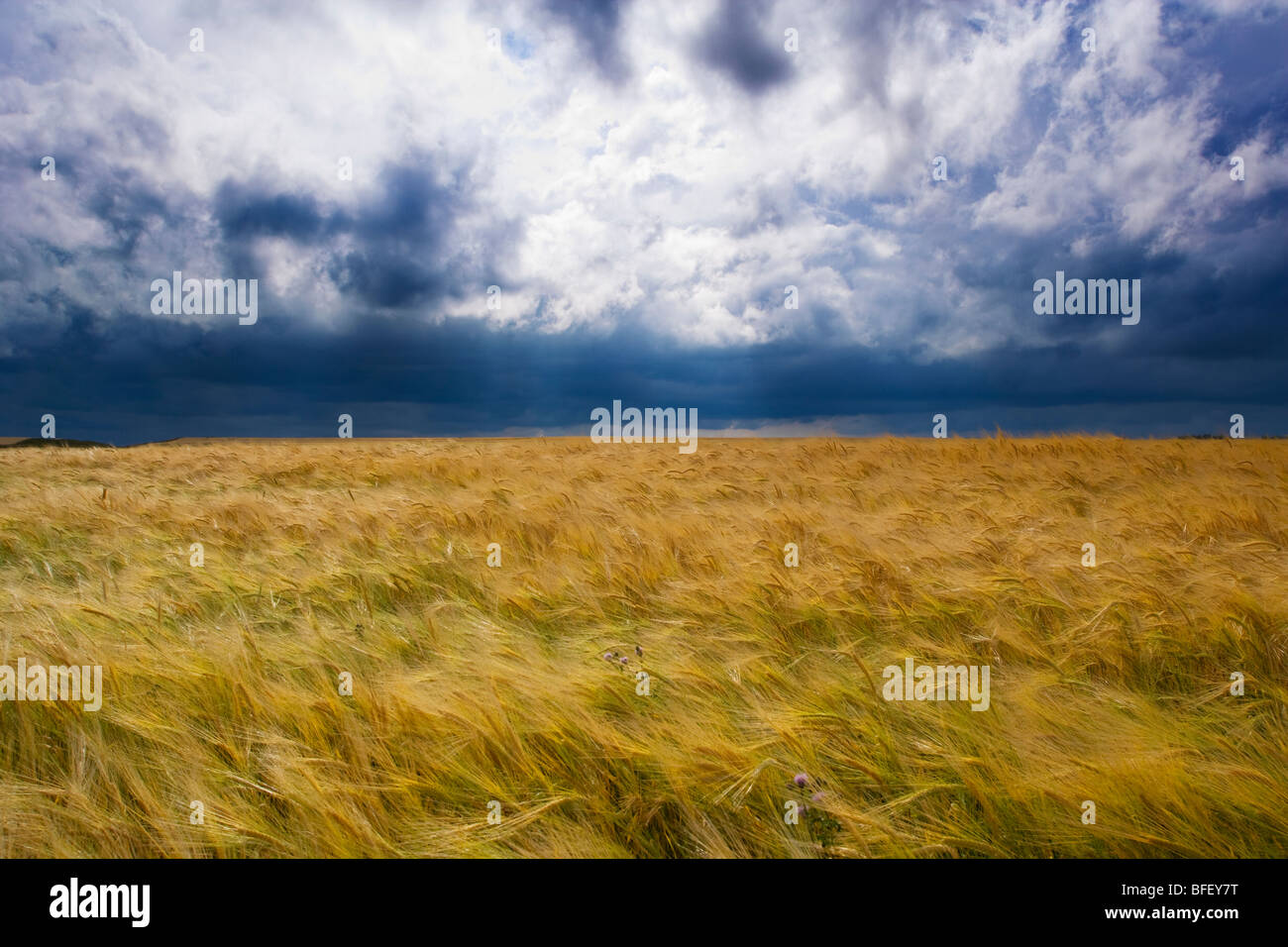 Thunder storm moving over grain field, Ridge Road 221, Alberta, Canada, cloud, weather, agriculture Stock Photo