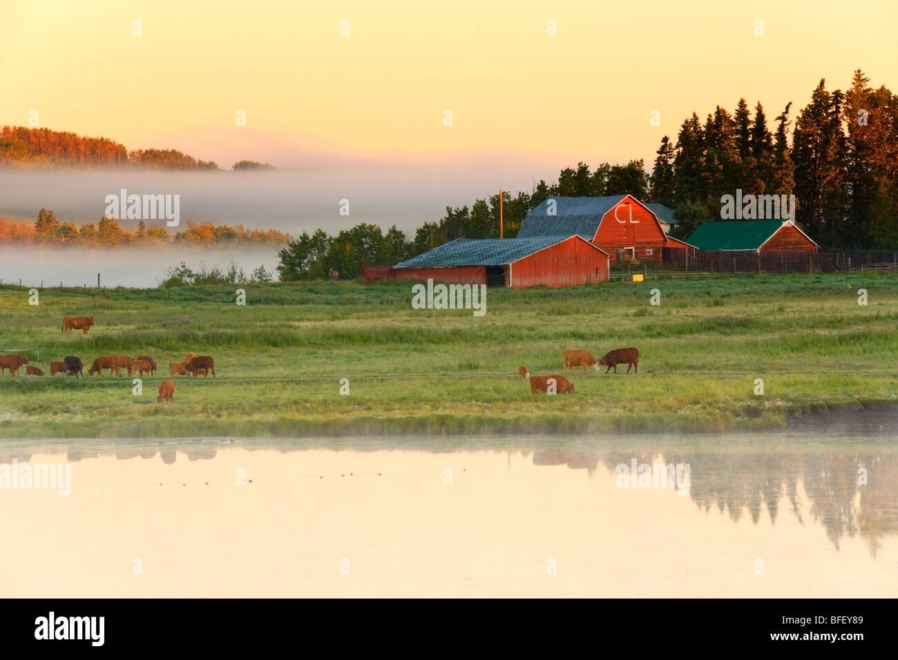 Fog lifting over Ranch in early morning light, Cochrane, Alberta, Canada, Pond, Cattle, Agriculture, Barn Stock Photo