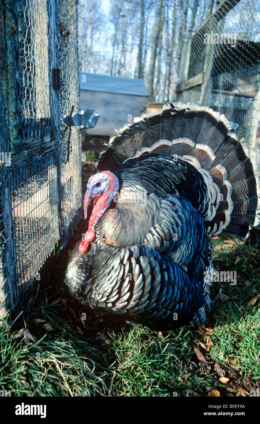 Bronze-brested Turkey, Aves, bird, domestic, poultry Stock Photo