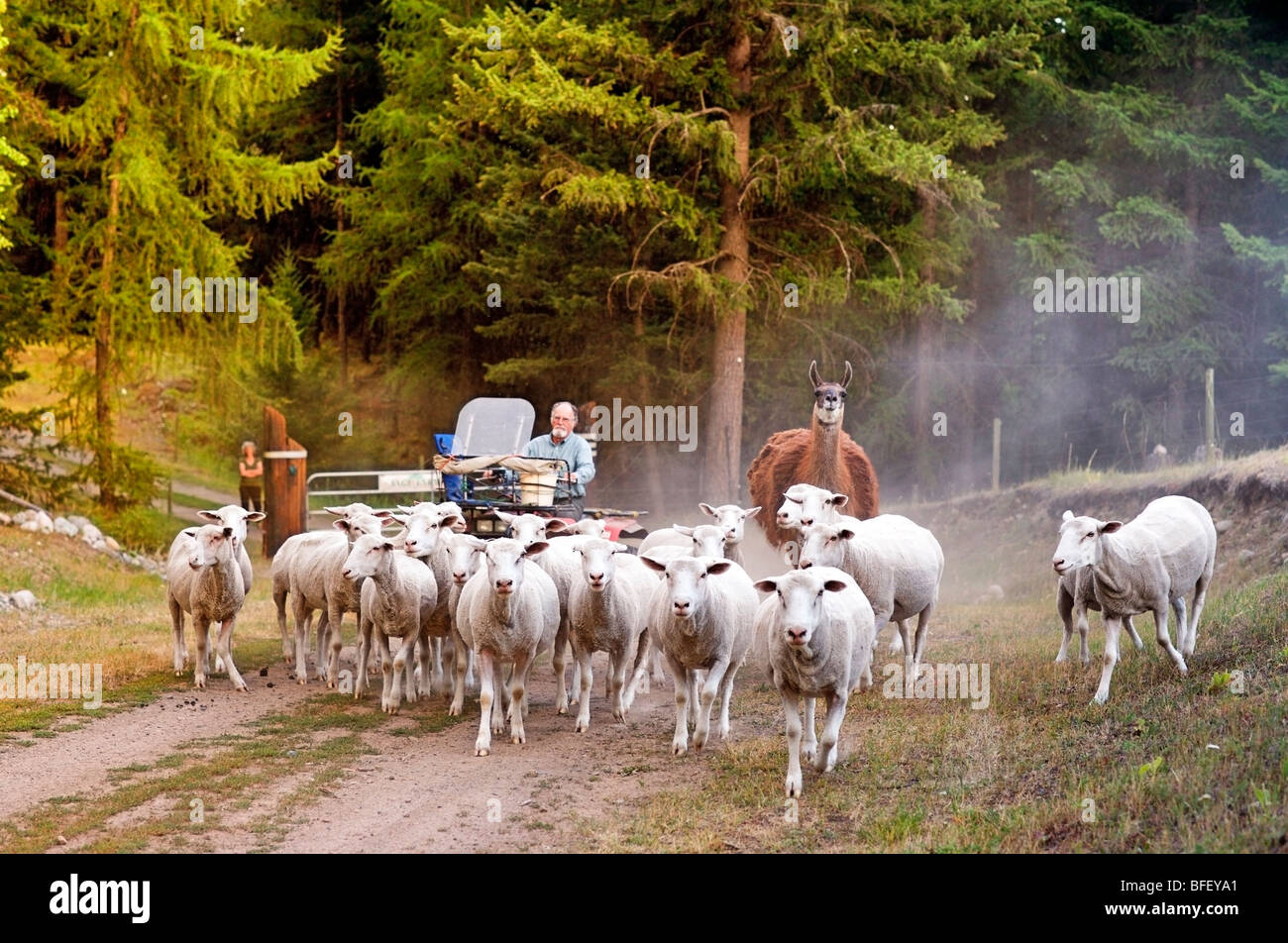 herding sheep on Sage farm, Rock Creek, British Columbia, Canada, Agriculture, People, farming, model Released Stock Photo
