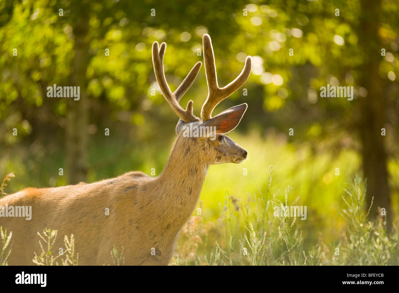 white-tailed Deer near Kimberly, British Columbia, Canada, Mammal Stock Photo