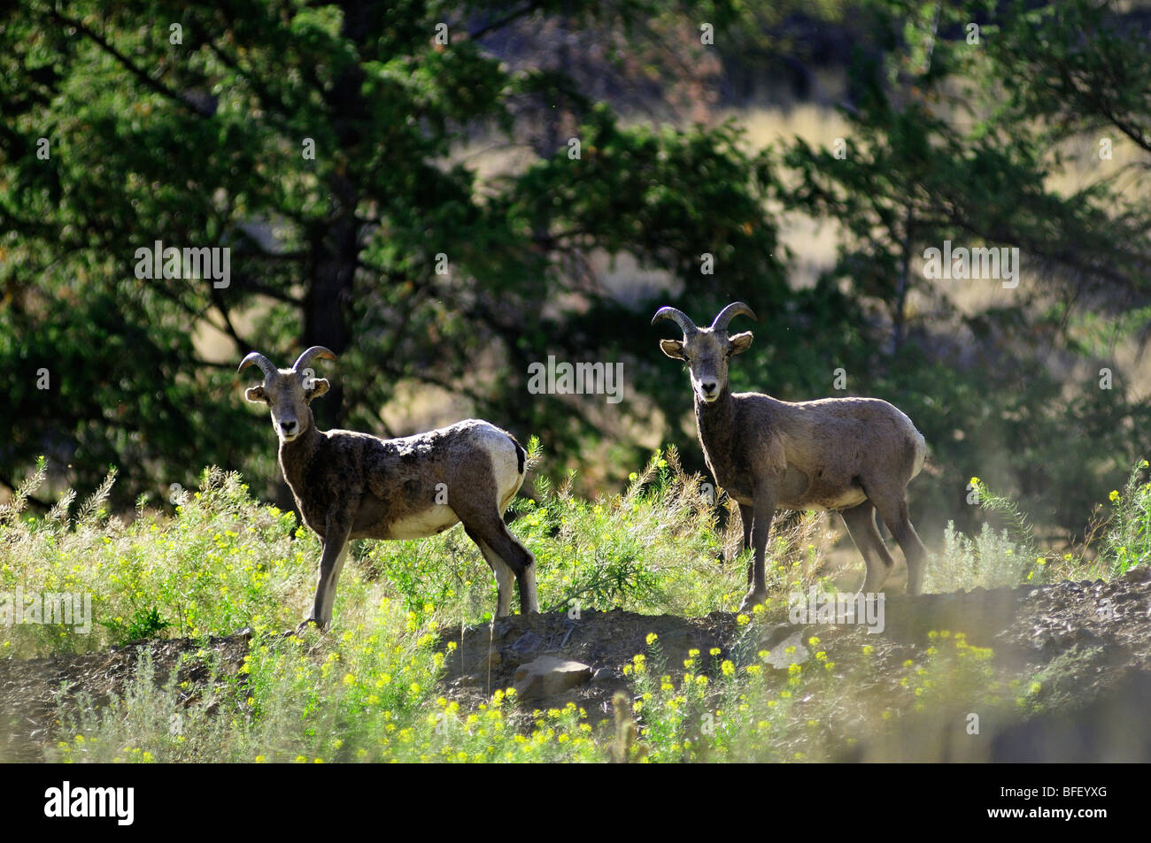 Two mountain sheep on rocky outcrop in Interior of BC Stock Photo - Alamy