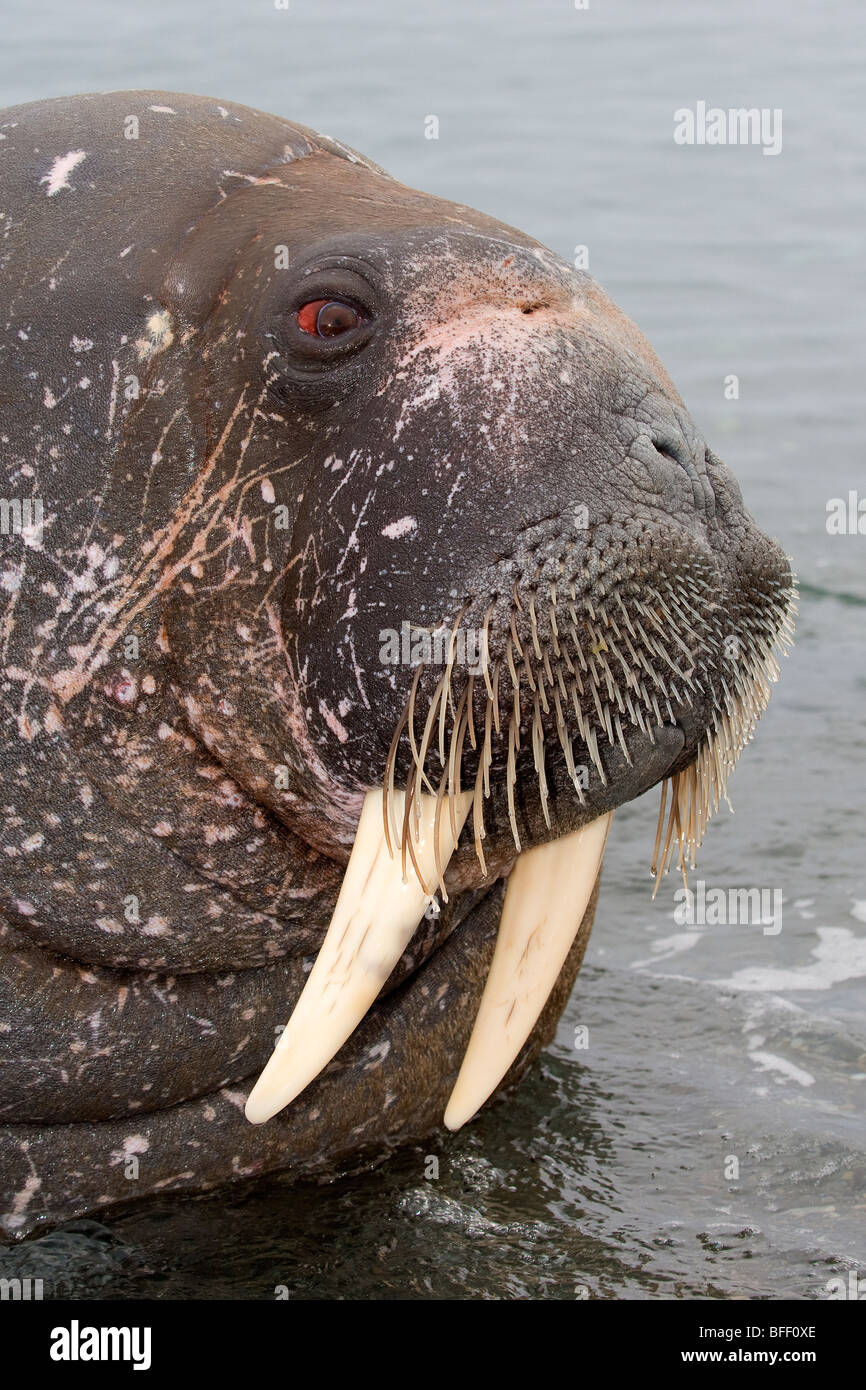Adult male Atlantic walrus (Odobenus rosmarus rosmarus), Svalbard Archipelago, Arctic Norway Stock Photo