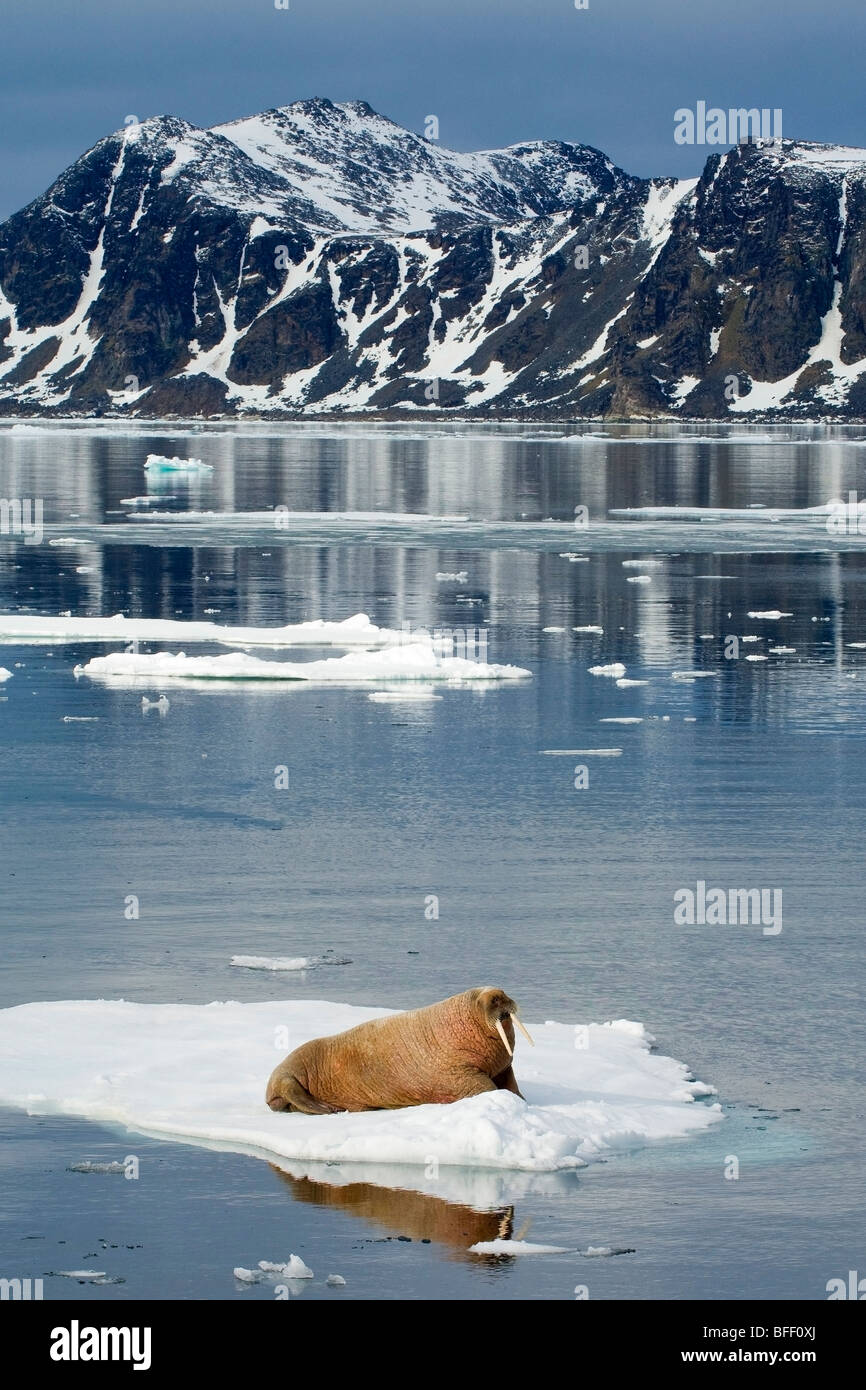 Adult male Atlantic walrus (Odobenus rosmarus rosmarus), Svalbard Archipelago, Arctic Norway Stock Photo