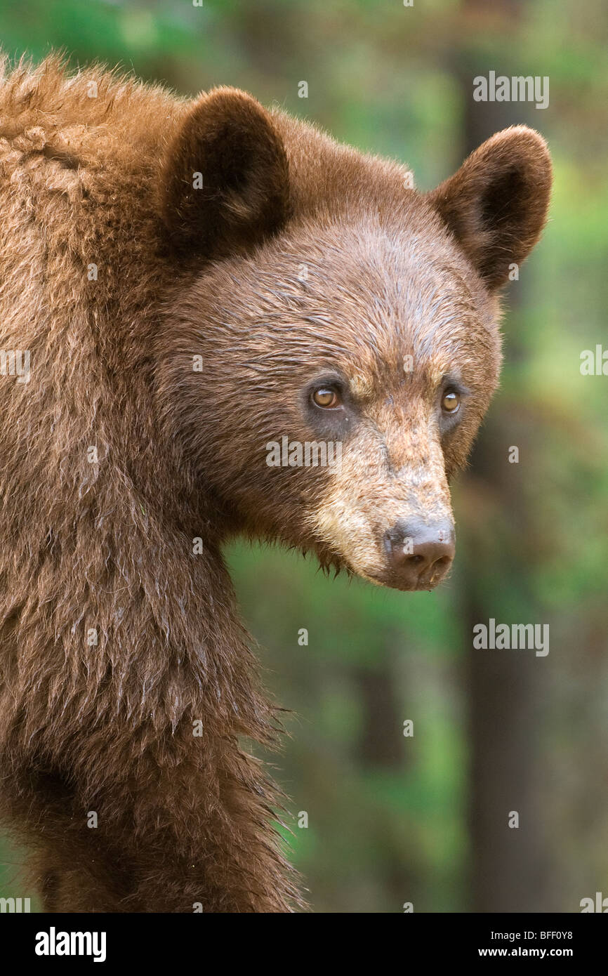 Cinnamon-coloured American black bear (Ursus americanus) grazing on roadside grasses and horestails Rocky Mountains western Albe Stock Photo