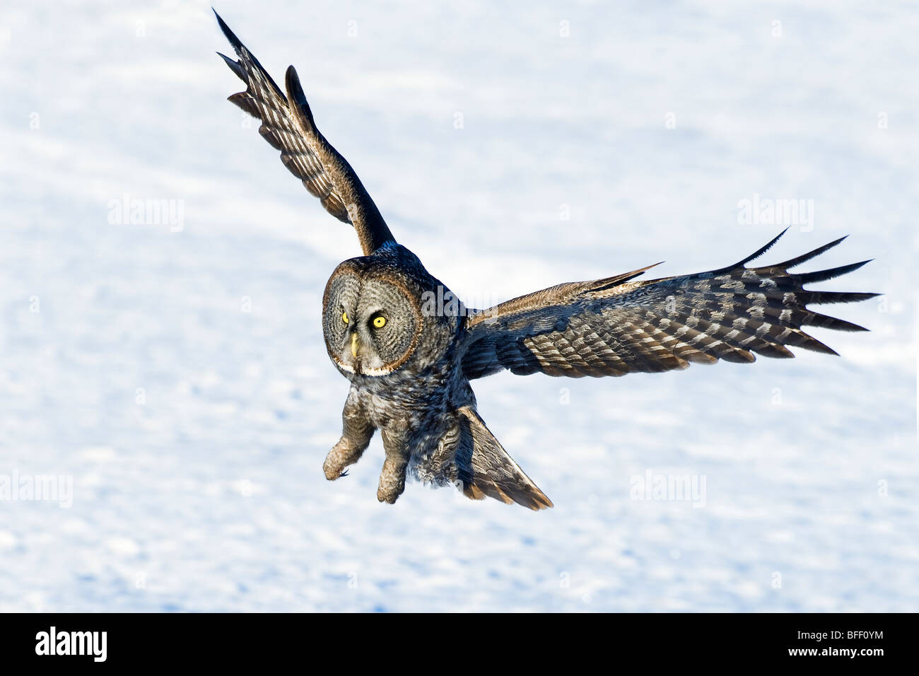 Hunting great gray owl (Strix nebulosa), boreal forest, northern Alberta, Canada Stock Photo