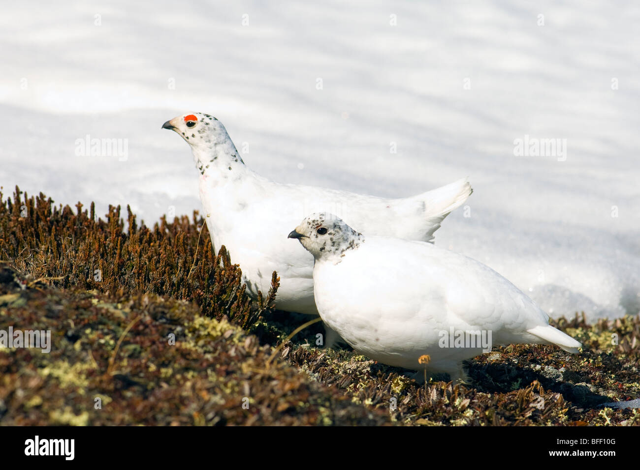 Adult male & female white-tailed ptarmigan (Lagopus leucurus) pair in late-spring plumage, northern Rocky Mountains, Alberta Stock Photo