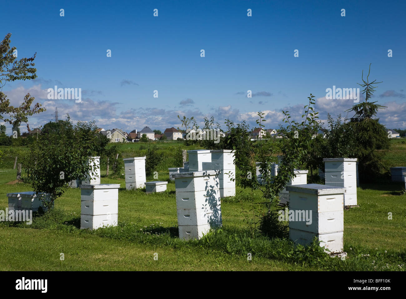 Honey producing bee hives at an apiary farm, Lachenaie, Quebec, Canada Stock Photo