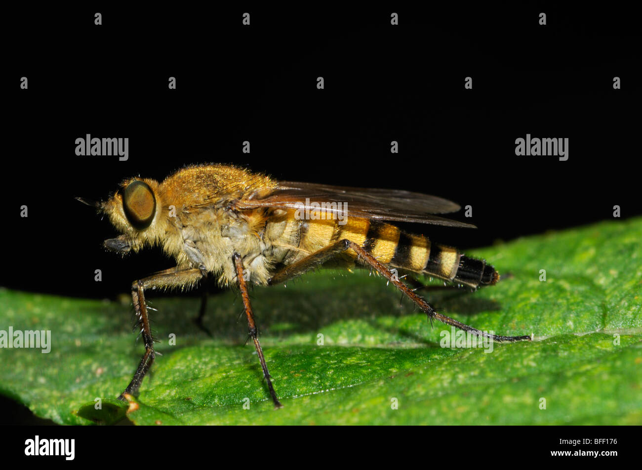 Thereva aurata, female. Fly, Therevidae, Hungary, July Stock Photo - Alamy