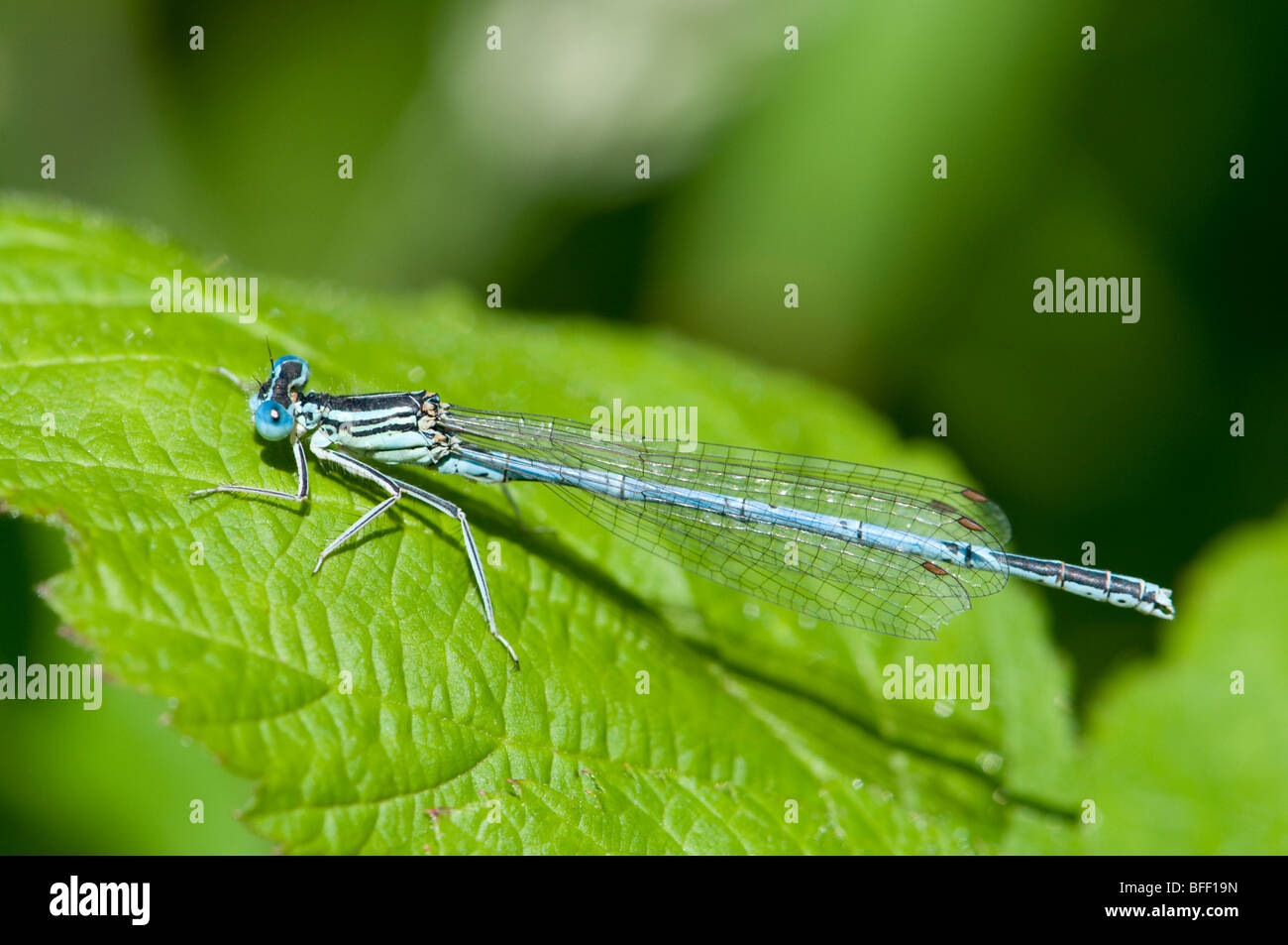 White legged damselfly male hi-res stock photography and images - Alamy