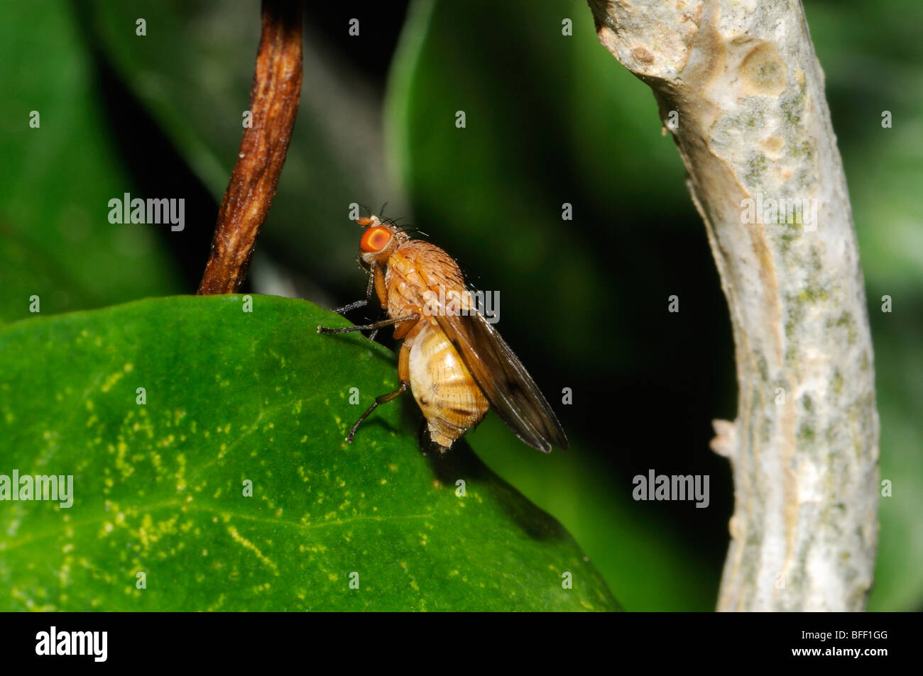 Fly: Opomyza germinationis (Opomyzidae) female. Stock Photo