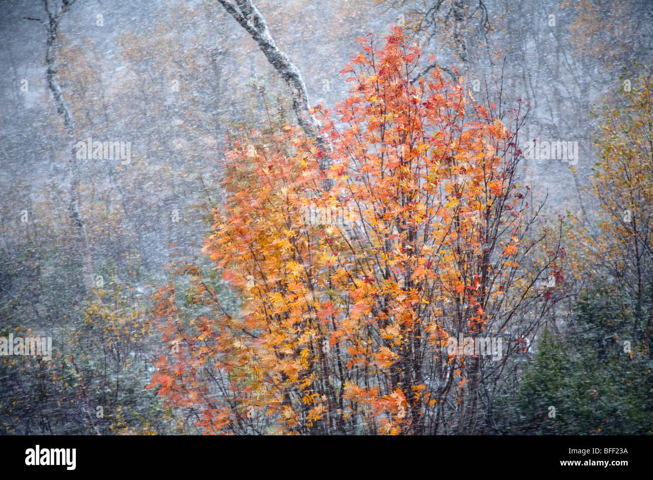 Fjell and birch forest in autumn with first snow and view over snowy forest Stock Photo