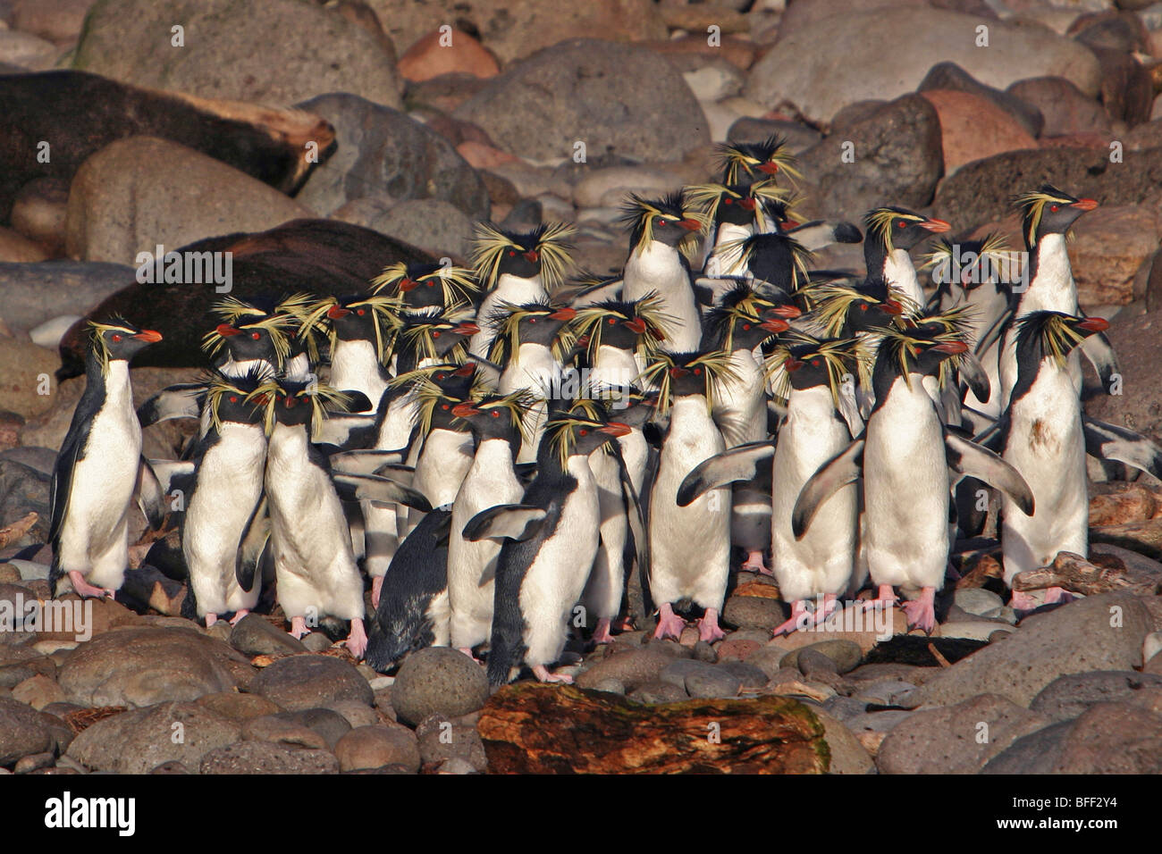 Northern Rockhopper Penguin group, Eudyptes moseleyi, endemic, endangered, Gough Island, South Atlantic Ocean. Stock Photo
