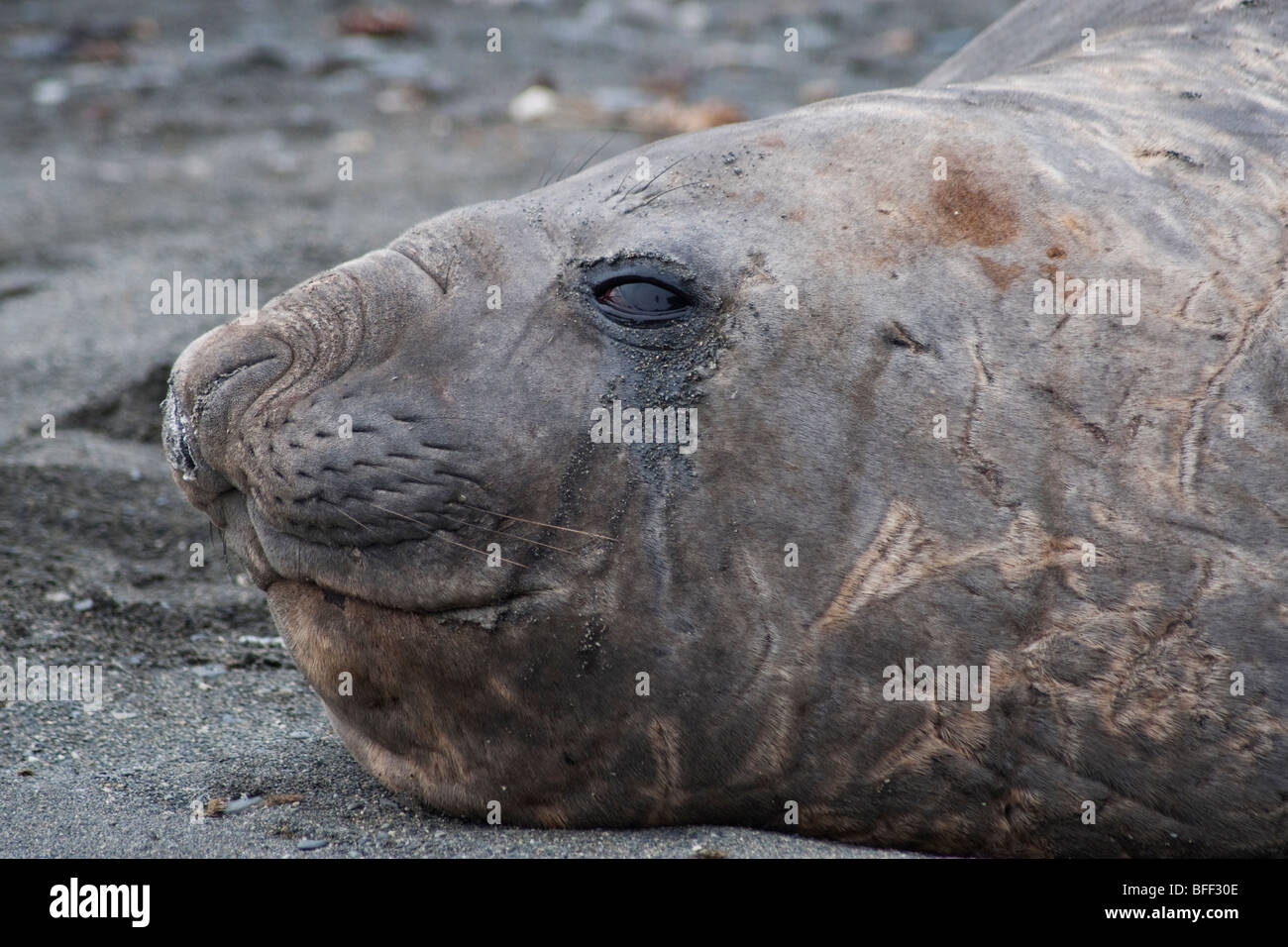 Southern Elephant Seal Bull, Mirounga leonina, South Georgia, South Atlantic Ocean. Stock Photo