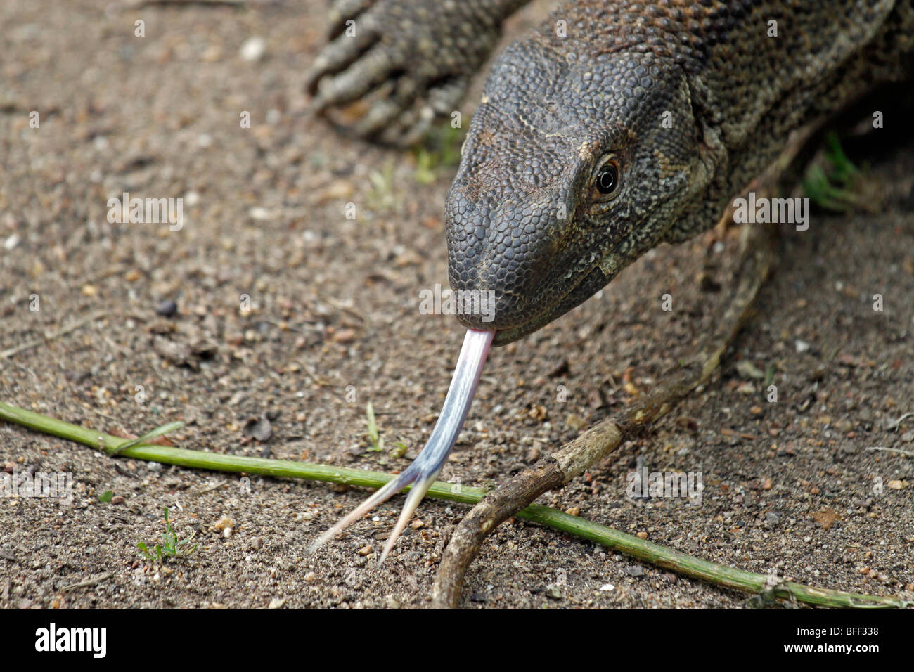 Varanus albigularis albigularis hires stock photography and images Alamy