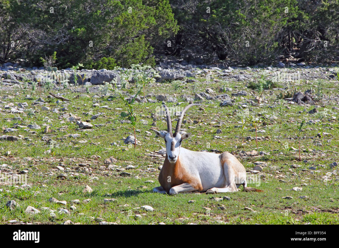 Scimitar Horned Oryx (Oryx dammah Stock Photo Alamy