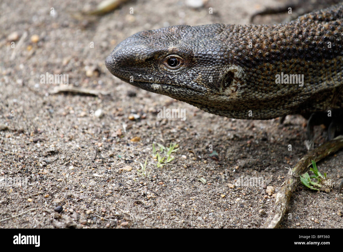 Monitor lizard (Varanus albigularis Stock Photo Alamy