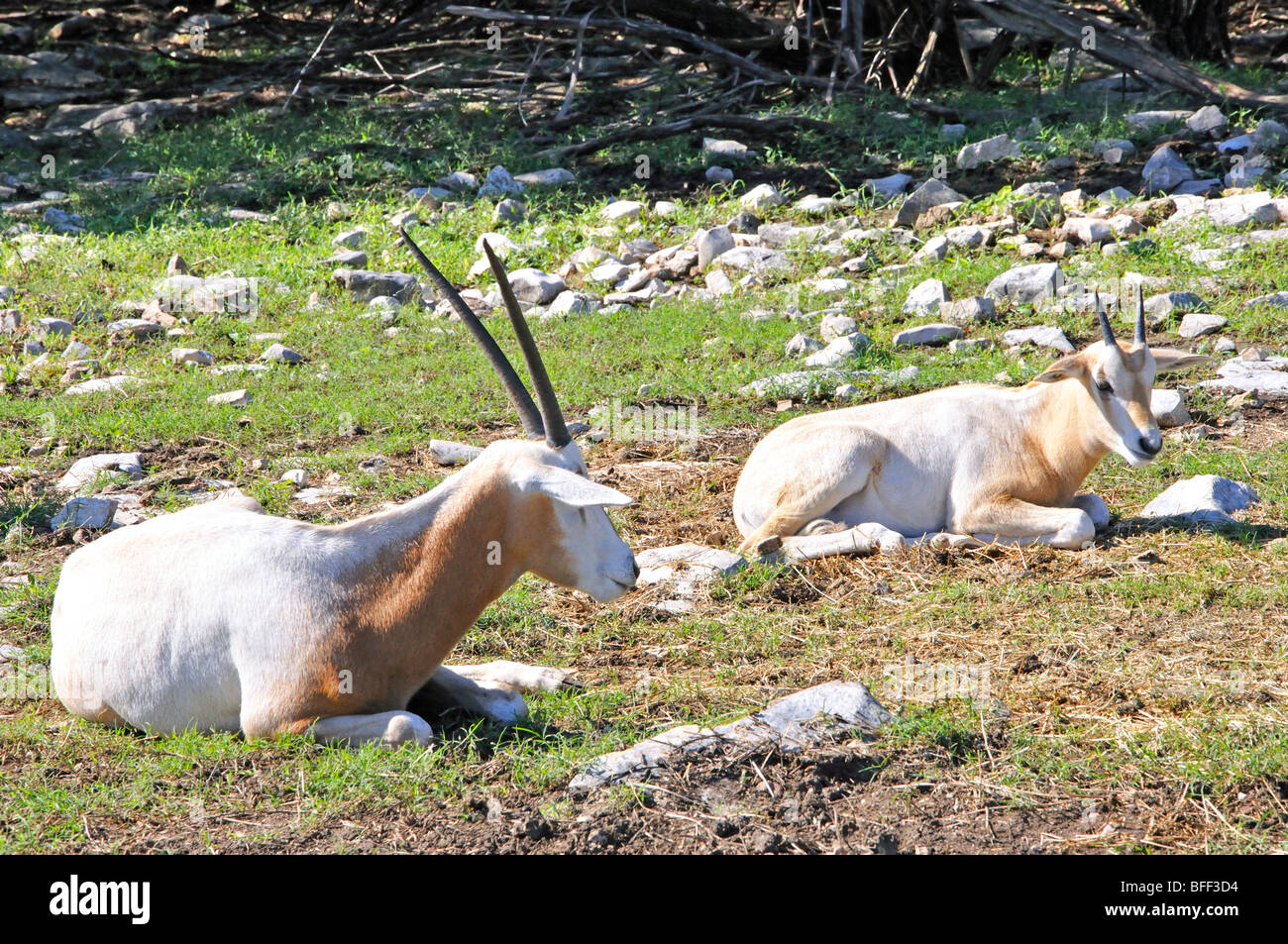 Scimitar Horned Oryx (Oryx dammah) Stock Photo