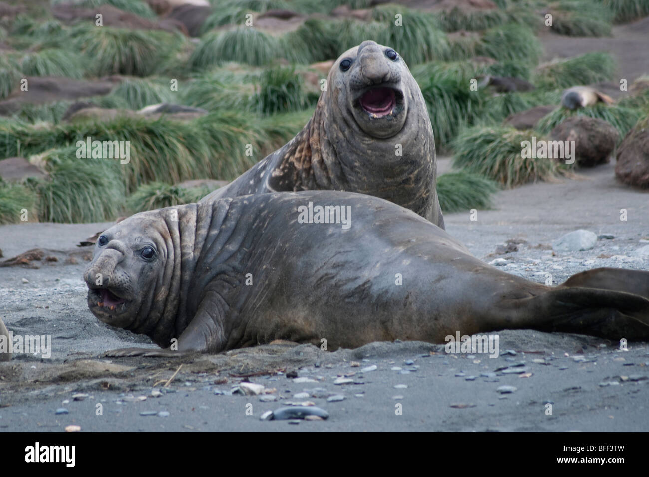 Southern Elephant Seal Bulls, Mirounga leonina, South Georgia, South Atlantic Ocean. Stock Photo