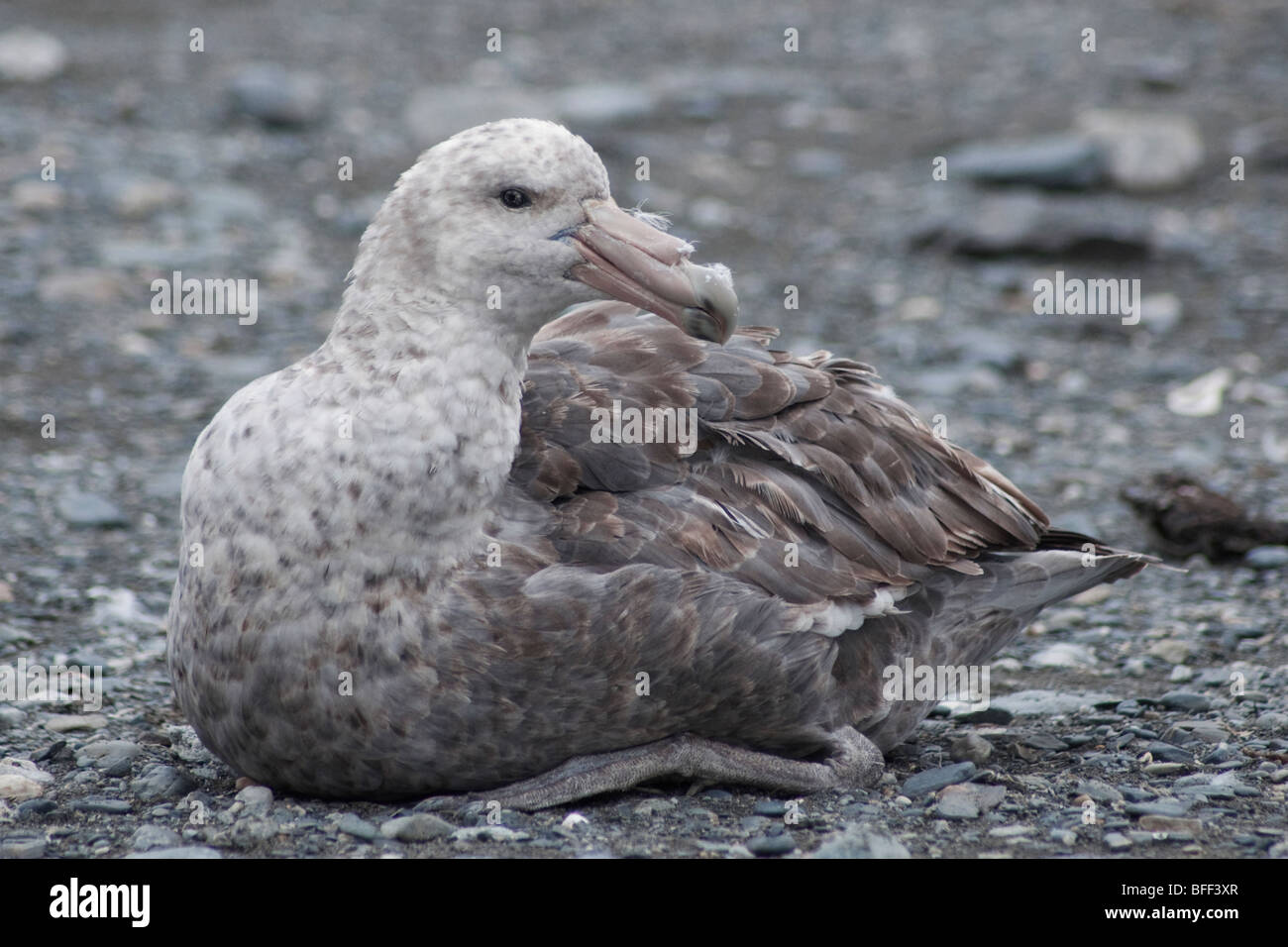 Southern Giant Petrel, Macronectes giganteus, South Georgia, South Atlantic Ocean. Stock Photo