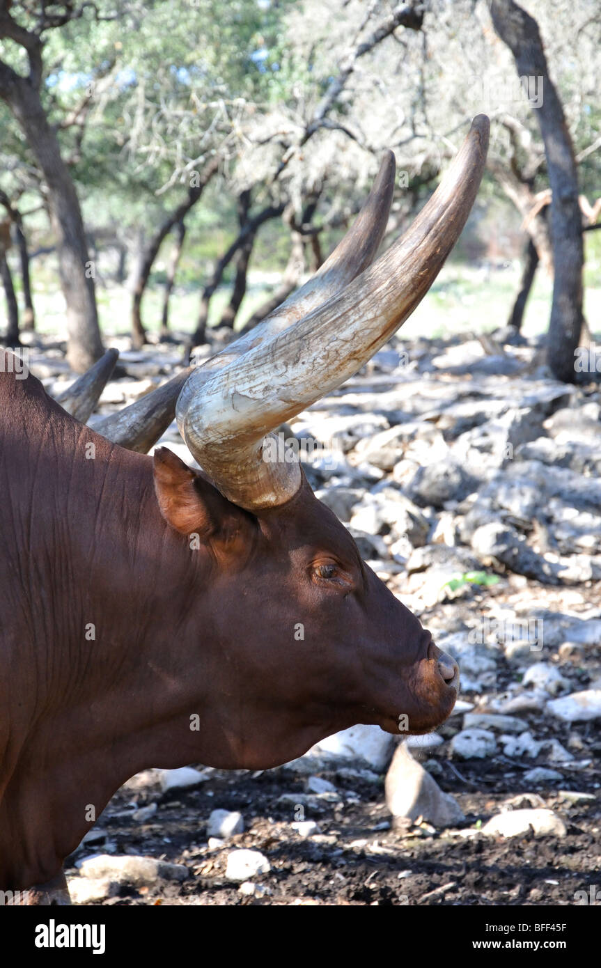 Texas longhorn cattle hi-res stock photography and images - Alamy