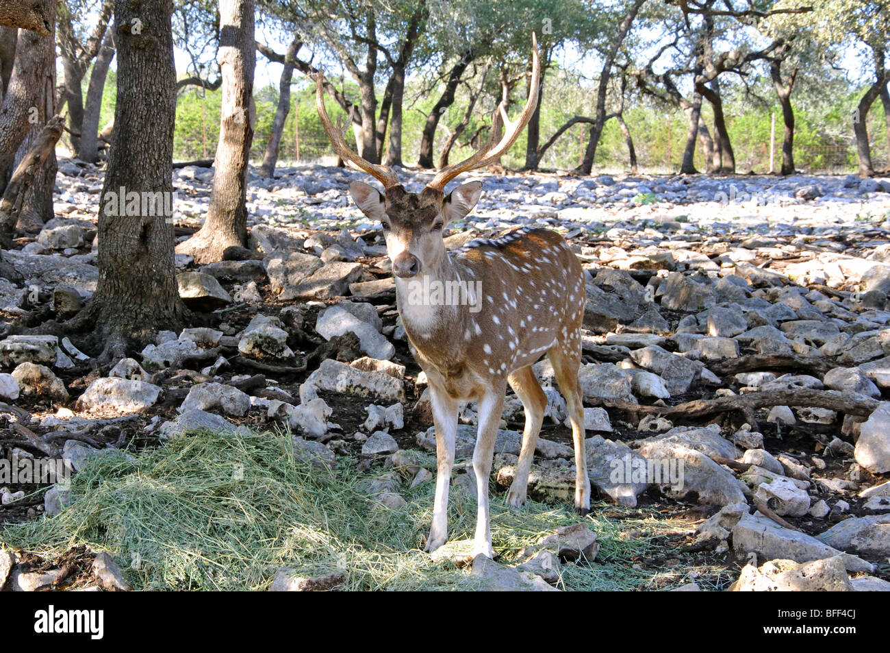 Male Axis deer (Axis axis Stock Photo Alamy