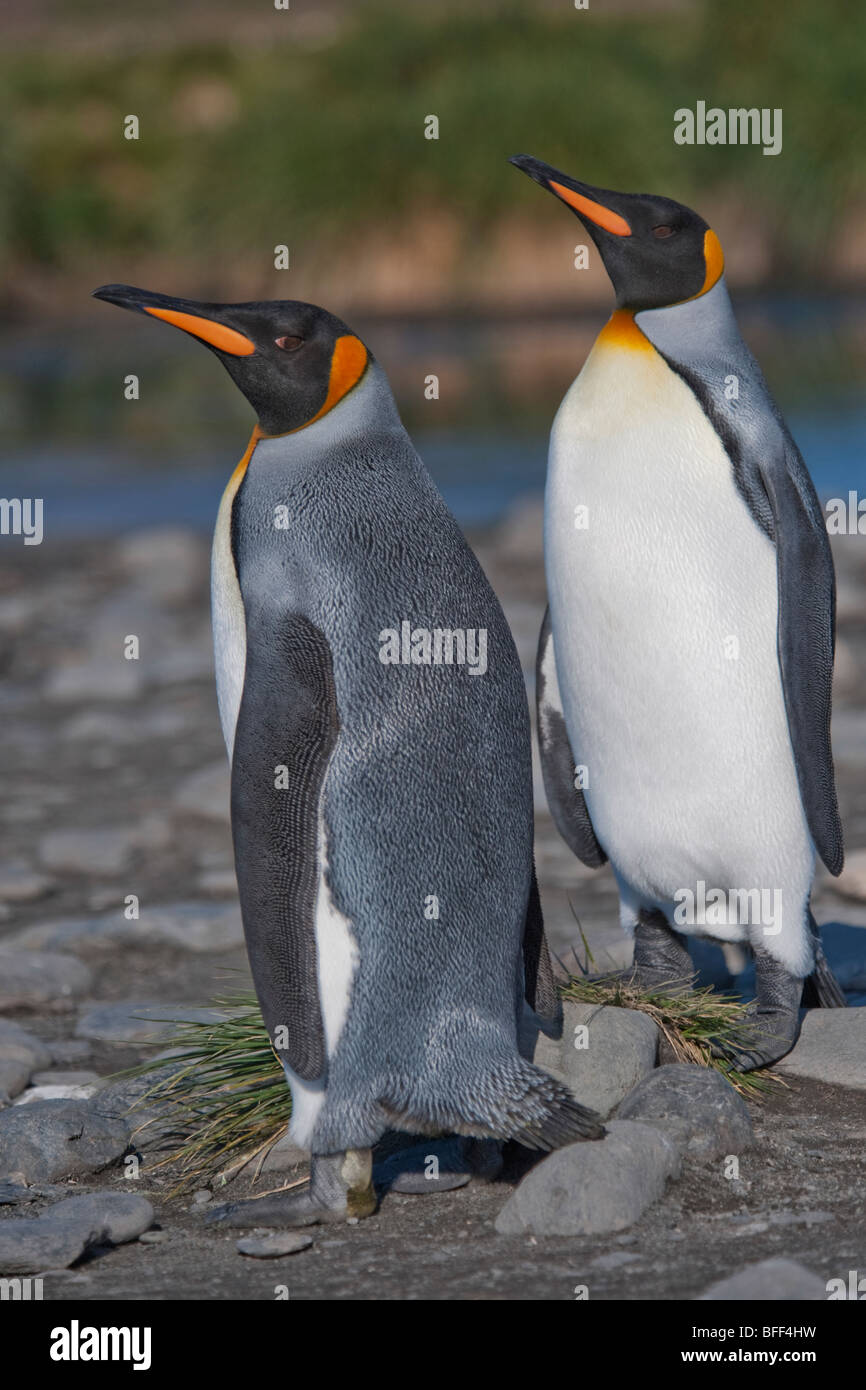 King Penguins, Aptenodytes patagonicus, Salisbury Plain, South Georgia, South Atlantic Ocean. Stock Photo