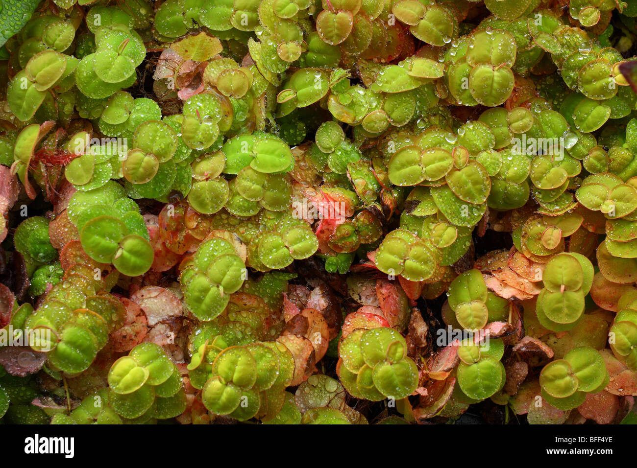 Phyllantus fluitans water plant close up Stock Photo