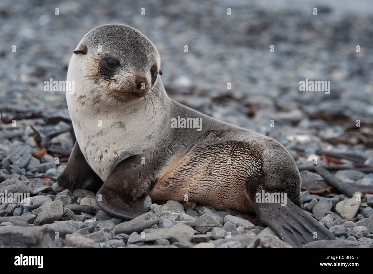 Antarctic Fur Seal pup, Arctocephalus gazella, portrait, South Georgia, South Atlantic Ocean. Stock Photo