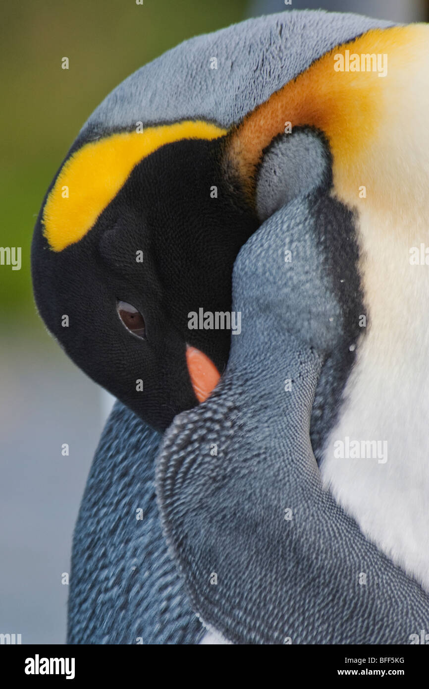 King Penguin, Aptenodytes patagonicus, portrait, South Georgia, South Atlantic Ocean. Stock Photo