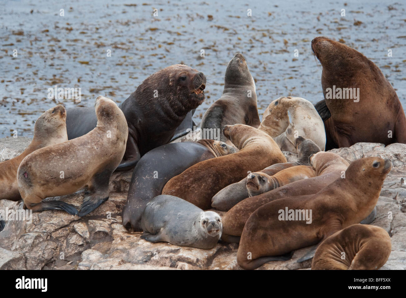 South American Sealions, Otaria flavescens/byronia,dominant bull growling at the rest of the rookery, Ushuaia, Beagle Channel. Stock Photo