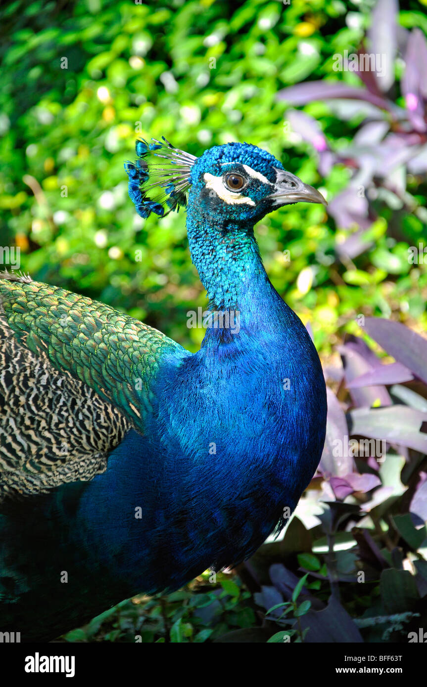 Peacock (Pavo cristatus) Stock Photo