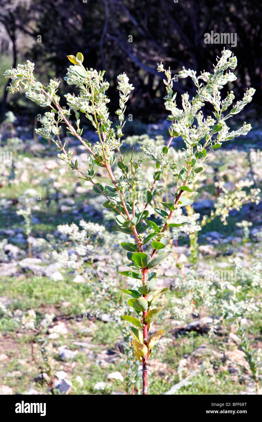 Weed Weeds Texas Usa High Resolution Stock Photography And Images Alamy