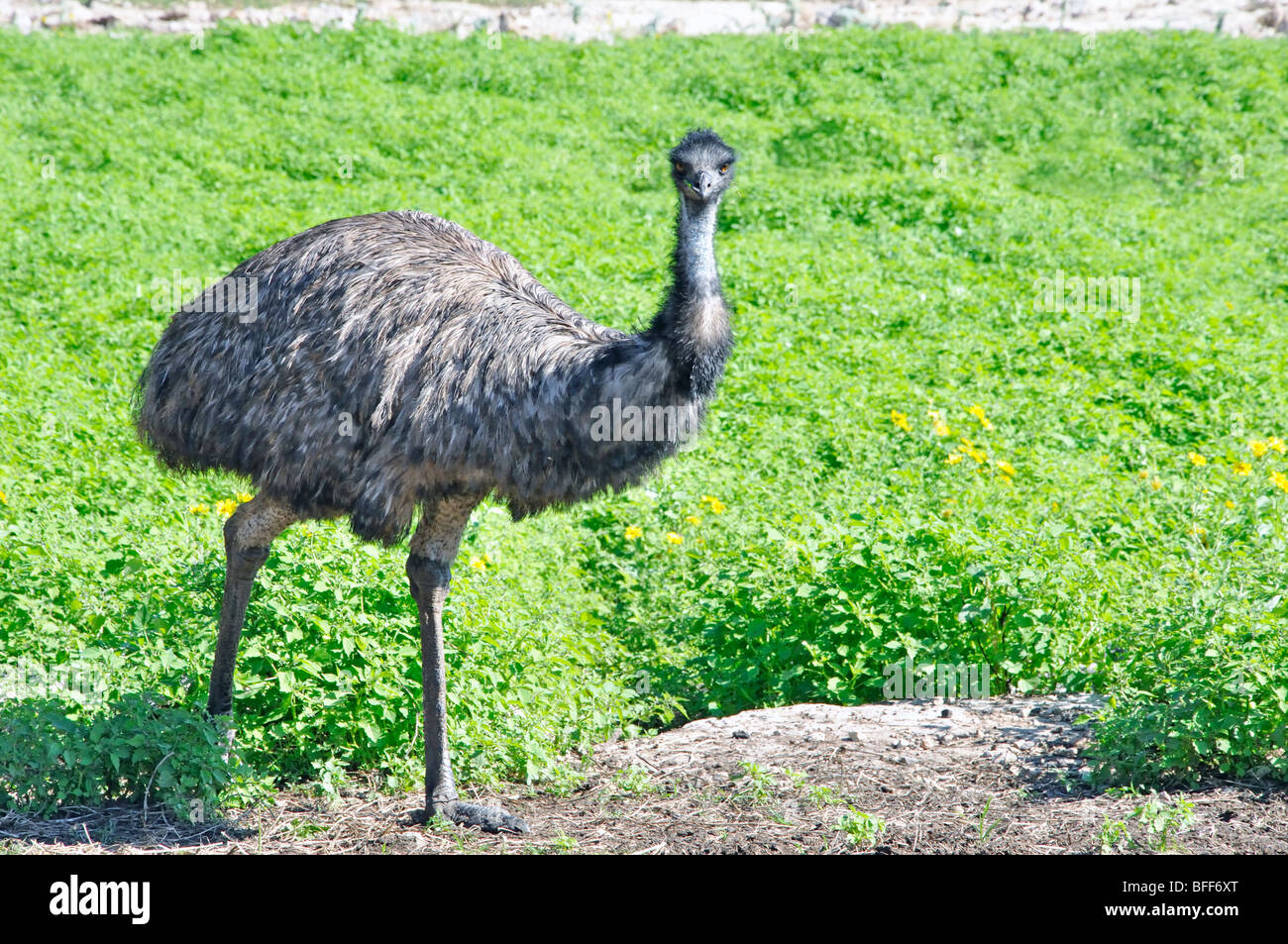 Emu (Dromaius novaehollandiae Stock Photo - Alamy