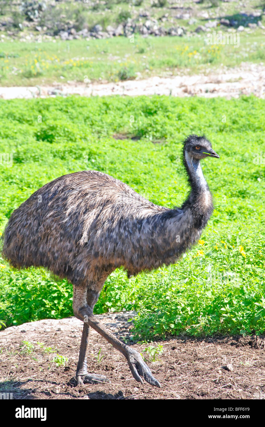 Genus dromaius hi-res stock photography and images - Alamy