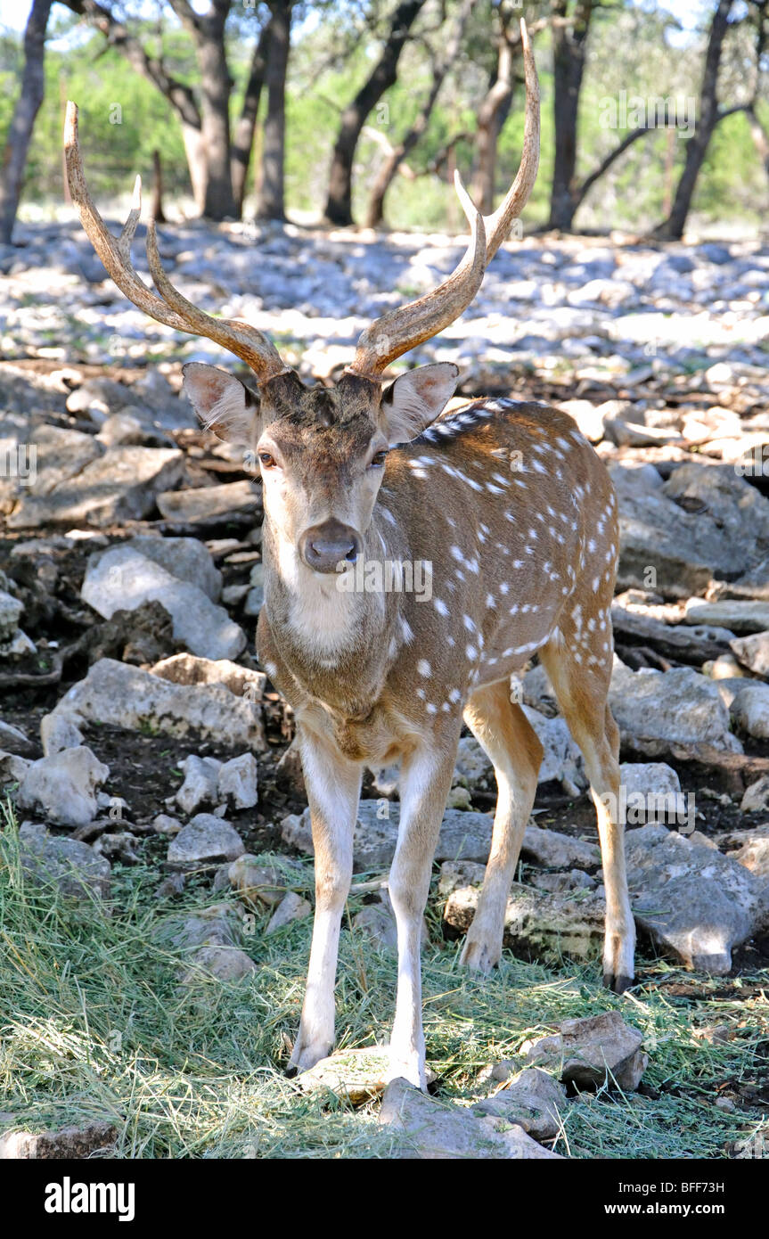 Male Axis deer (Axis axis Stock Photo Alamy