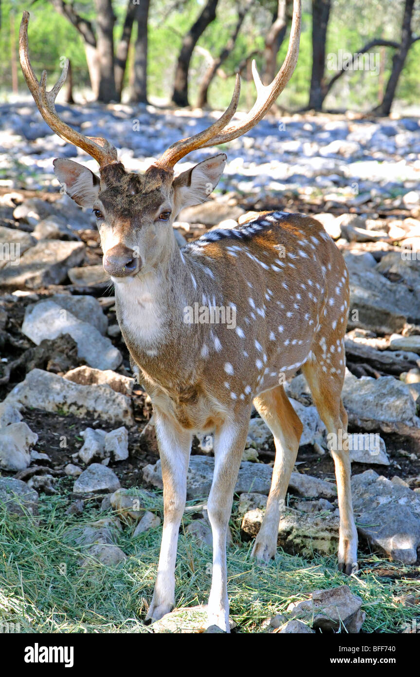 Male Axis deer (Axis axis Stock Photo Alamy