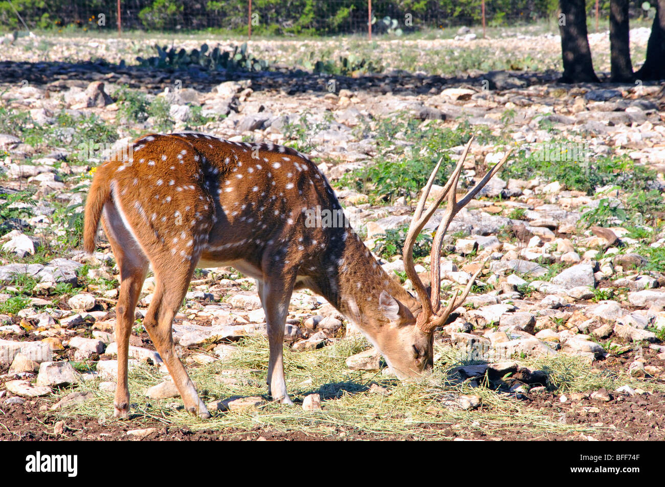Male Axis deer (Axis axis Stock Photo Alamy