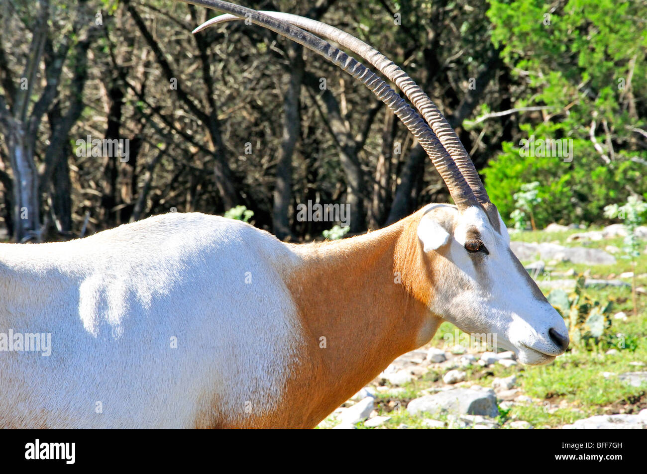 Scimitar Horned Oryx (Oryx dammah Stock Photo - Alamy