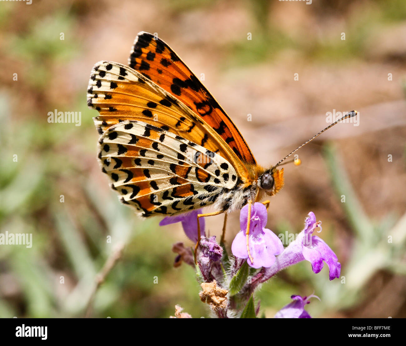 Spotted Fritillary butterfly (Melitaea didyma), northern Greece Stock Photo