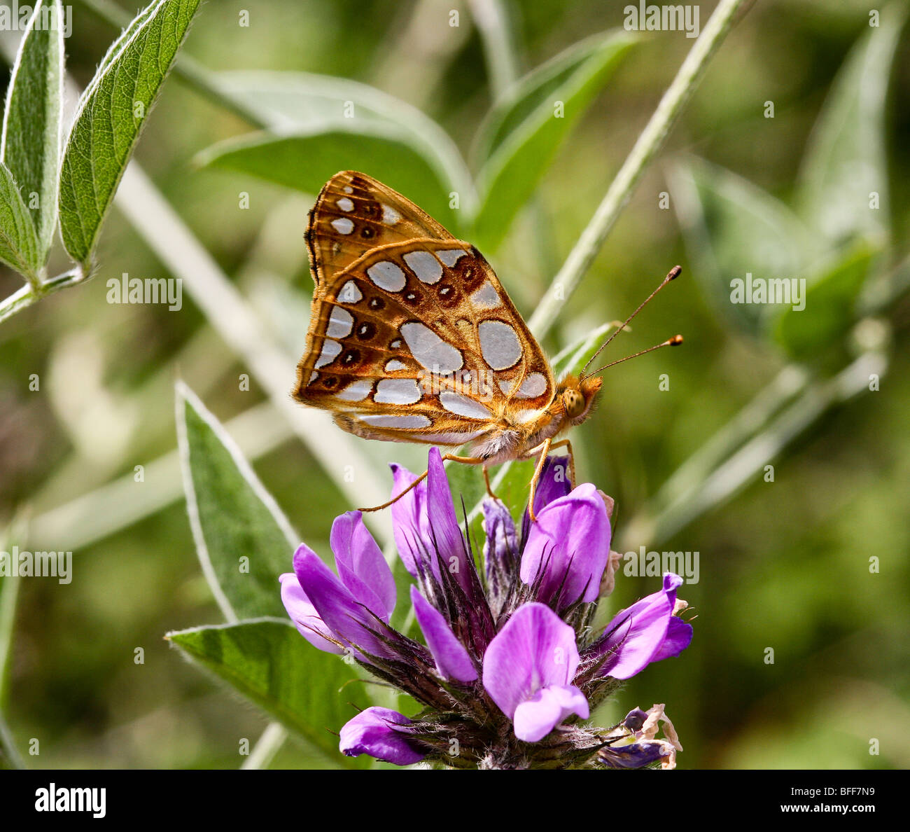 Queen of Spain Fritillary butterfly (Issoria lathonia), northern Greece Stock Photo