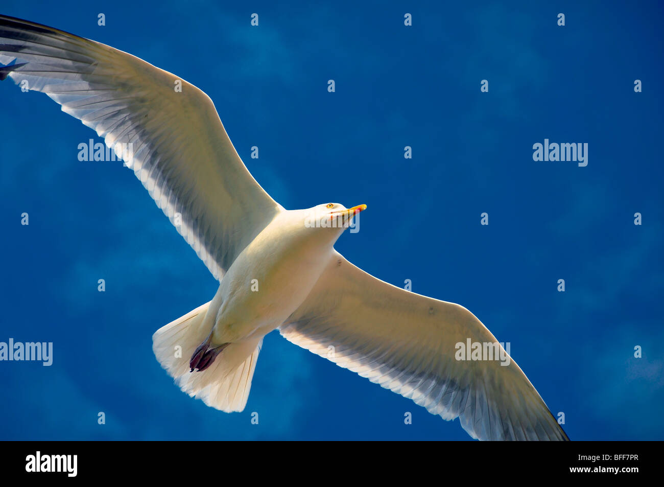 Flying seagull Stock Photo