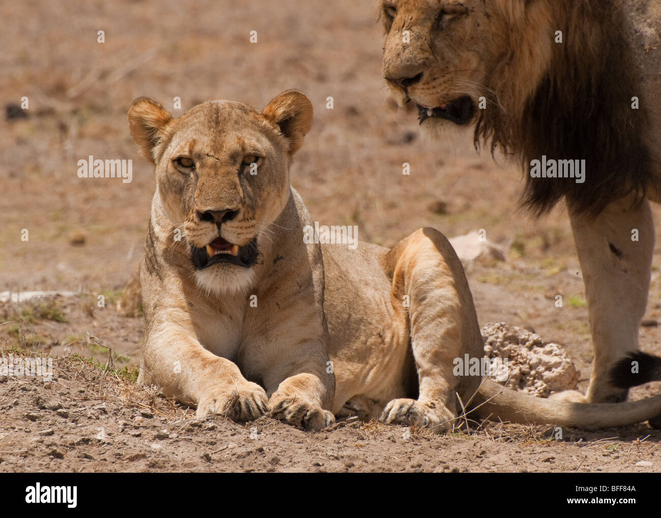 A resting Lioness with her mate stood beside her Stock Photo