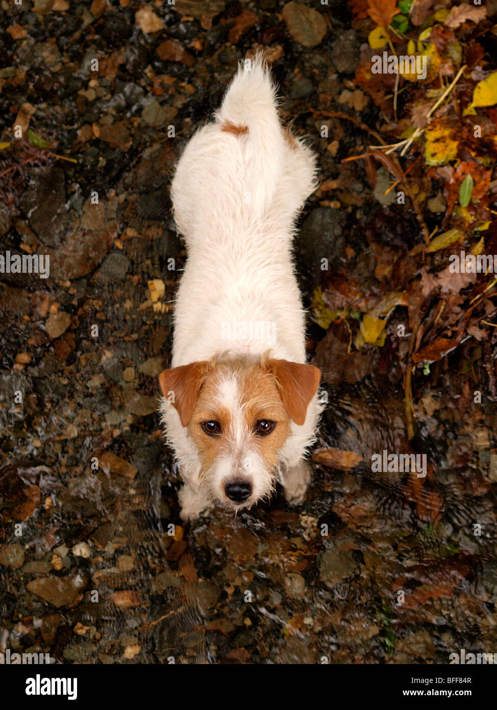 Small dog looking up Stock Photo