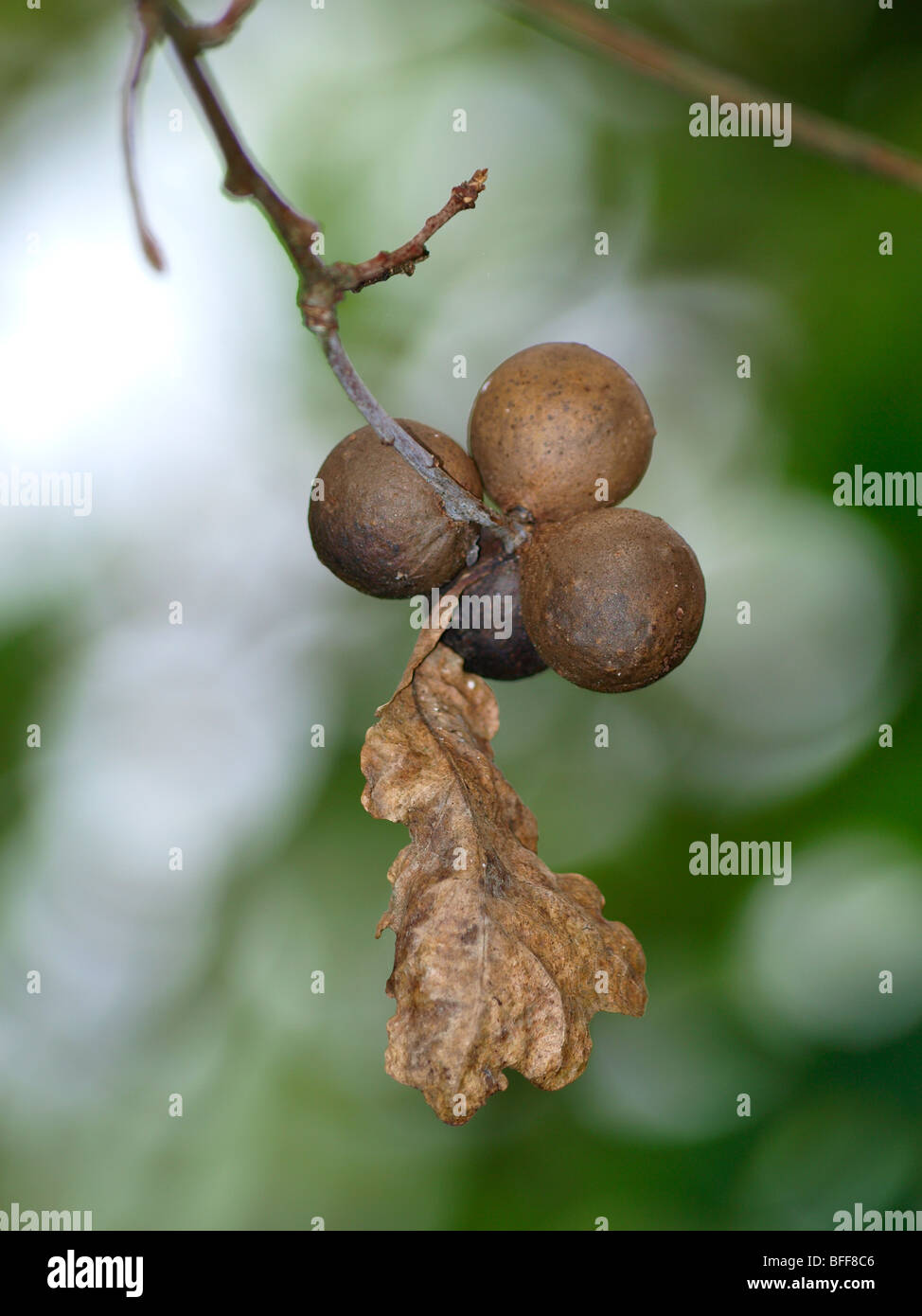 Oak Marble Gall, Andricus kollari, caused by a tiny gall wasp Stock Photo