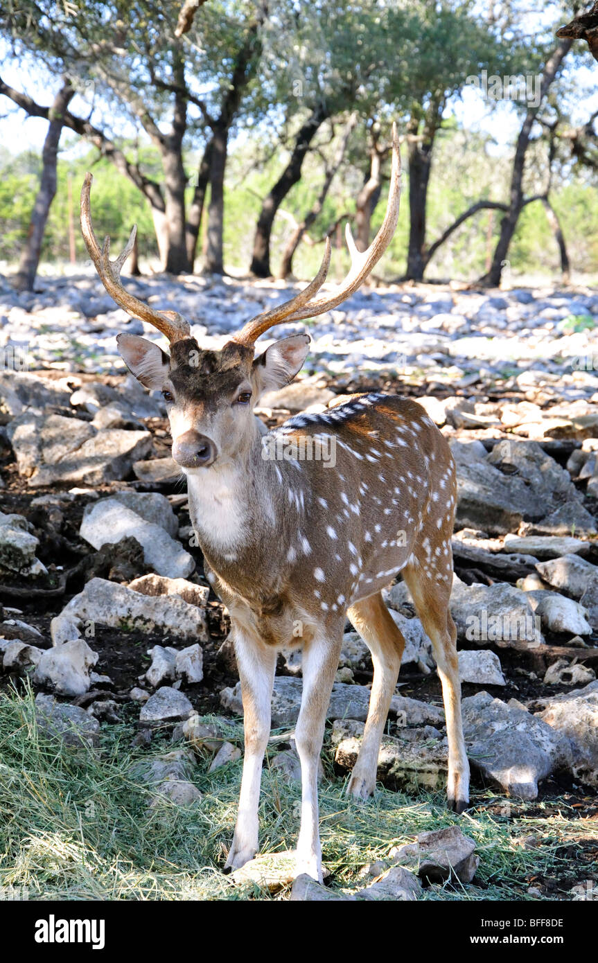 Male Axis deer (Axis axis Stock Photo Alamy