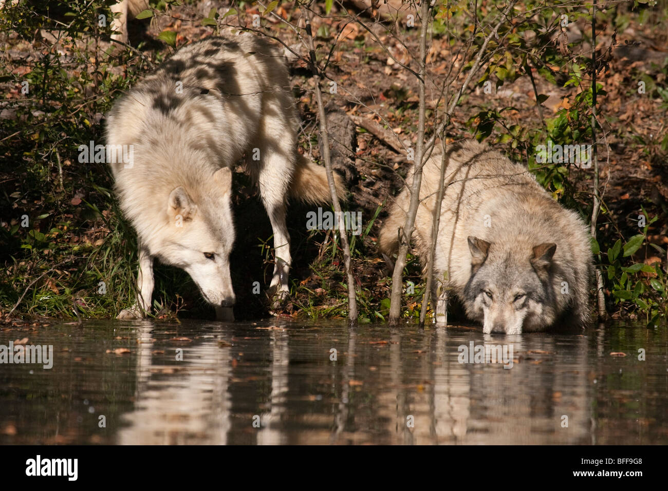 Small wolves hi-res stock photography and images - Alamy