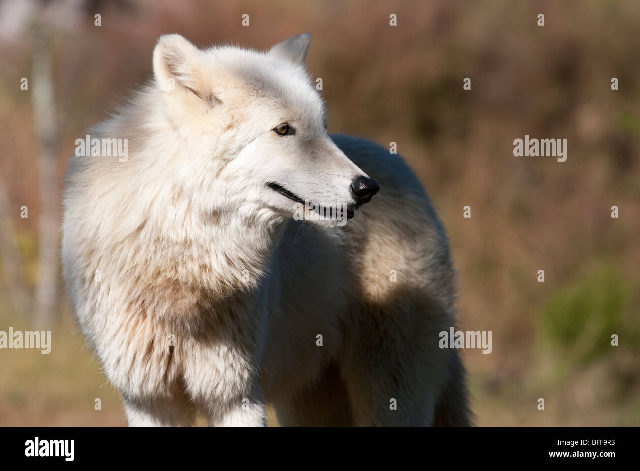 Artic wolf in profile Stock Photo - Alamy